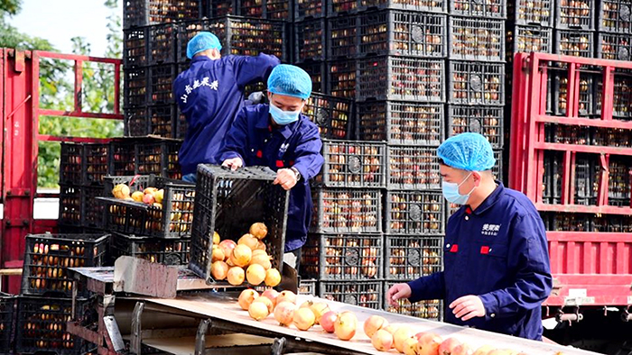 美果来石榴收购榨汁进行中